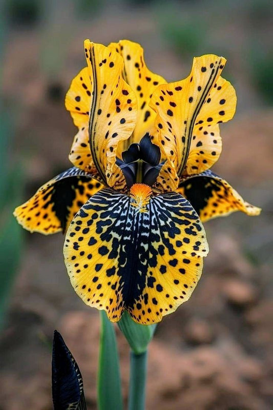 The Spotted Bloom — Leopard Orchid Edition