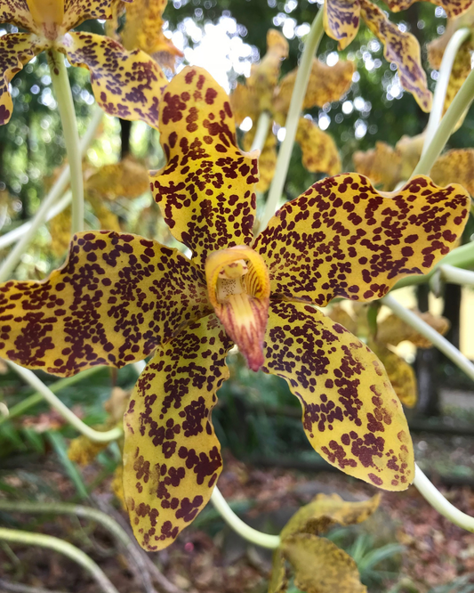 Tiger Orchid Shorts